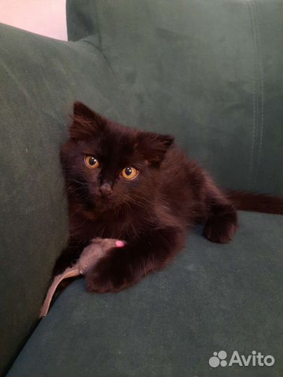 Черный котенок мальчик