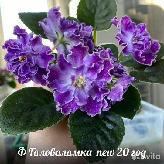 Сортовые фиалочки