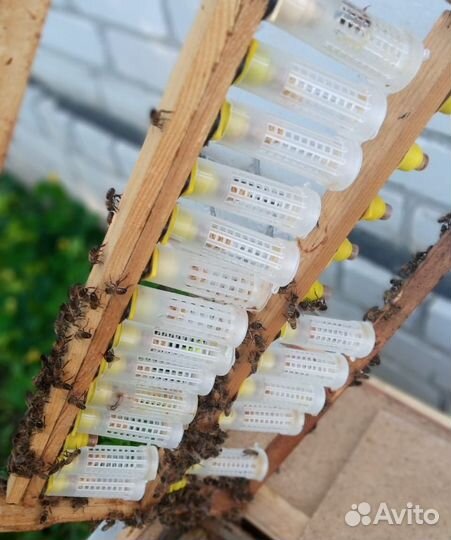 Пчелосемьи матки ульи мëд