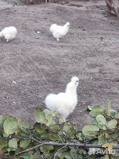 Китайские куры