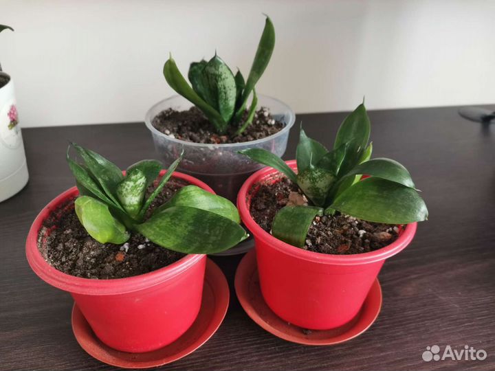 Сансевиерия ханни