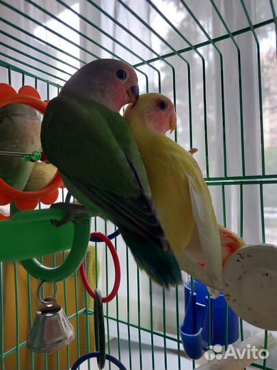 Попугай неразлучник