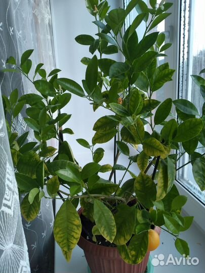 Цитрусовые,каламандин