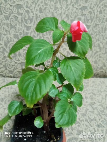 Комнатные цветы