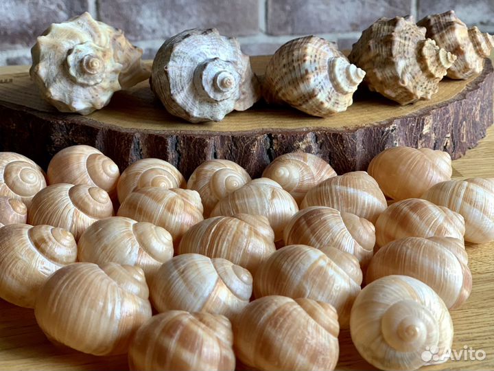 Ракушки раковины рапаны улиток
