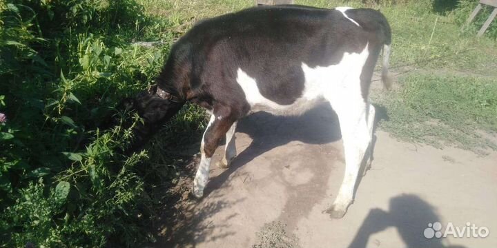 Корова,бычек,телочка