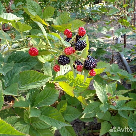 Куст ежевики без колючек