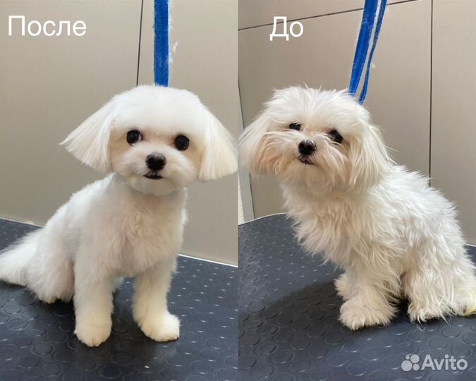 Грумер,стрижка,экспресс-линька