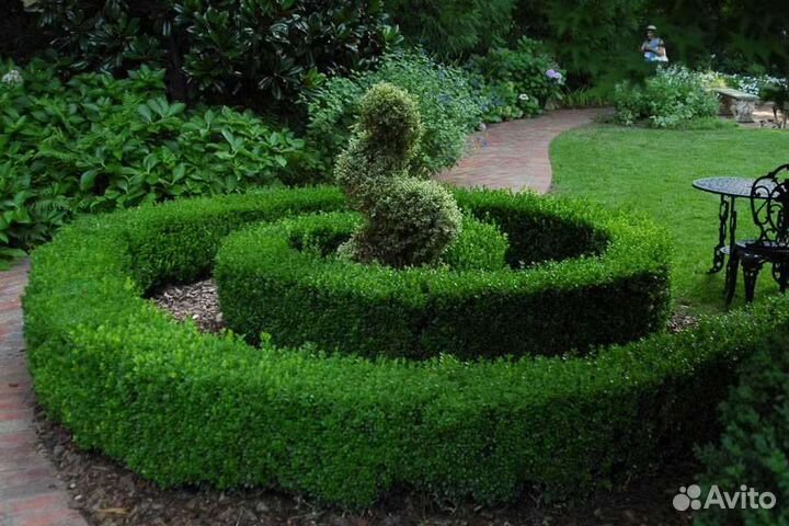 Жимолость/серисса/самшит