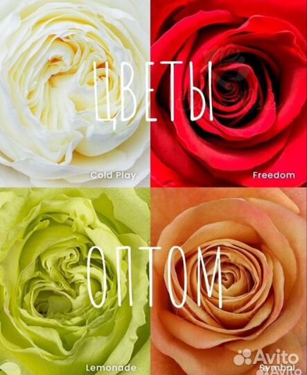 Цветы оптом из Эквадора, свежая срезка, Голландия