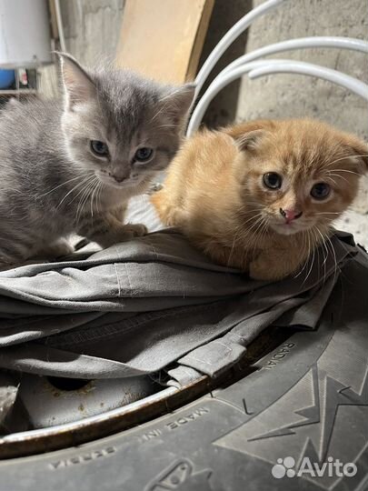 Отдам котят вислоухий мальчик