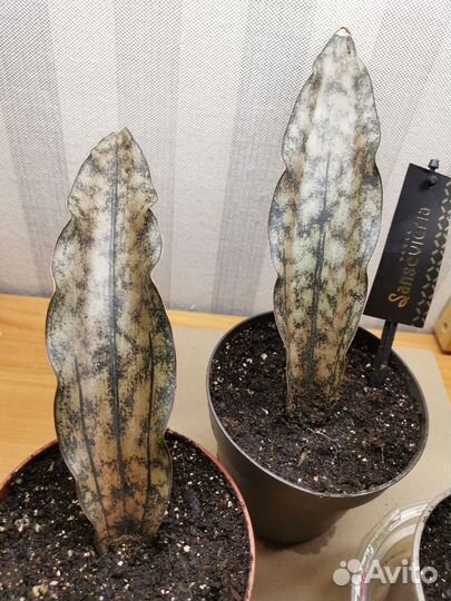 Сансивиерия кирки браун копертон