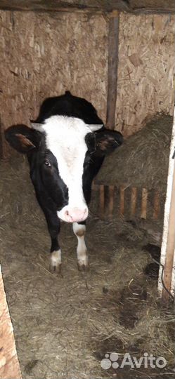 Корова стельная