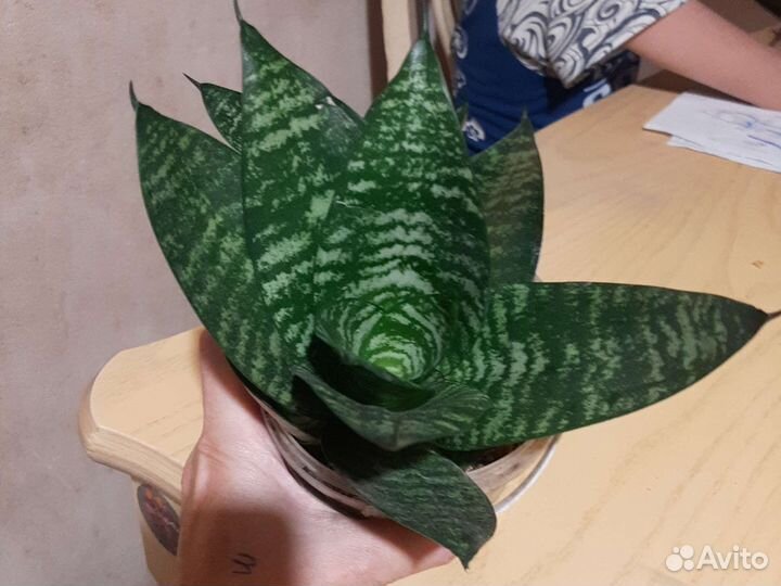 Сансевиерия