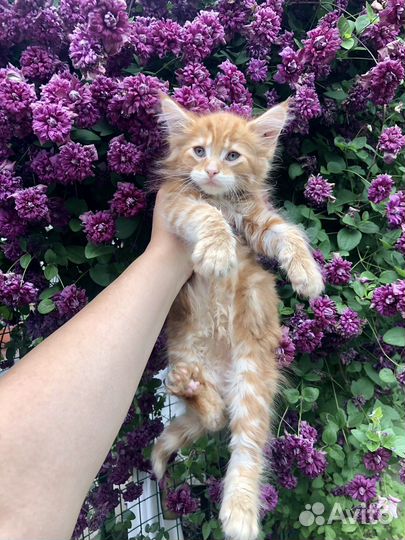 Котята мейн-кун