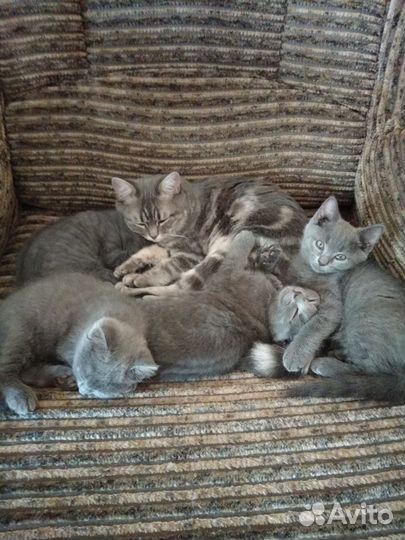 Котята