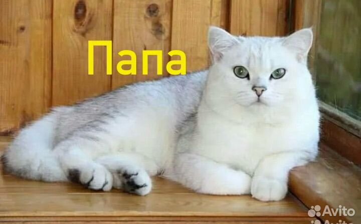 Котята скотиш фолд