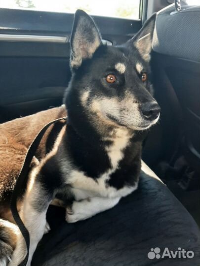 Собака в добрые руки