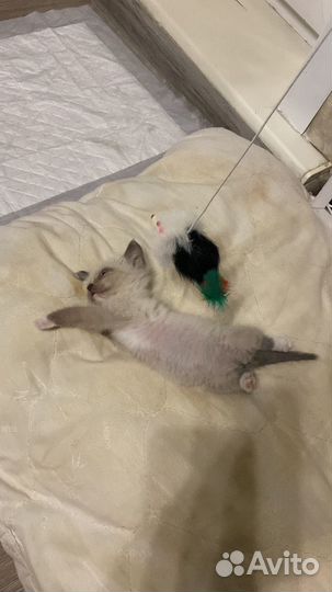 Котёнок невской маскорадной