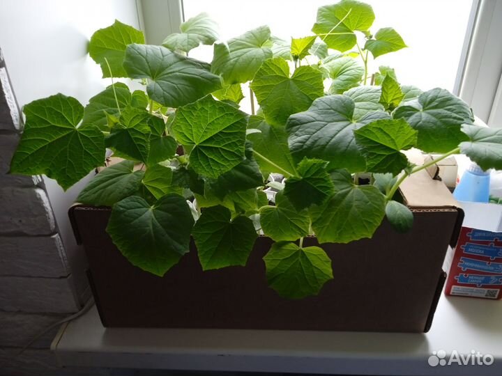 Продам рассаду огурцов, капусты кольраби