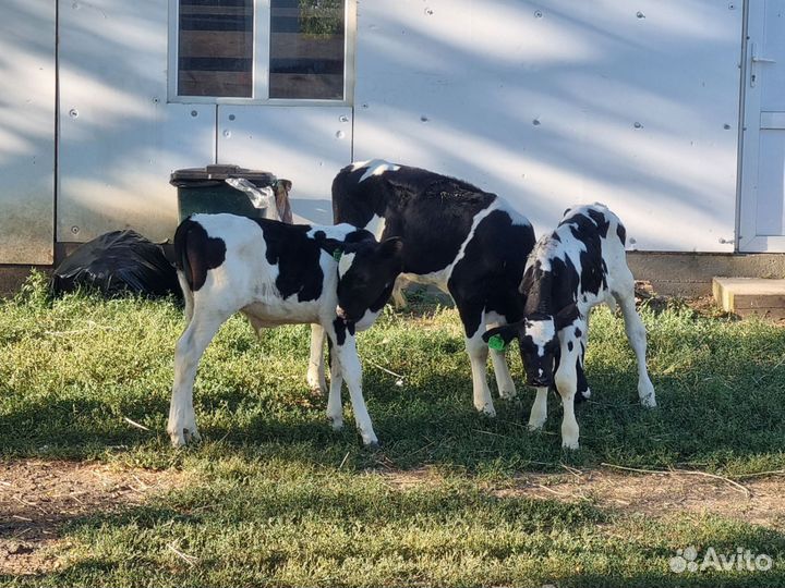 Бычки и телята