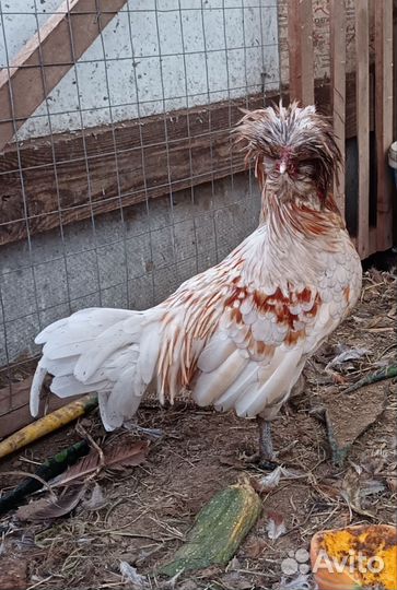 Куры молодки несушки