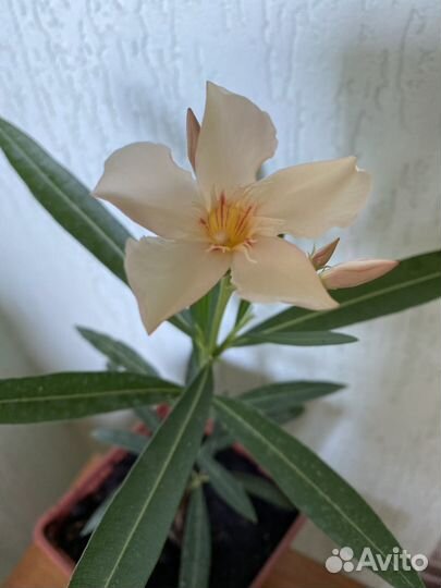 Олеандры,кампанула