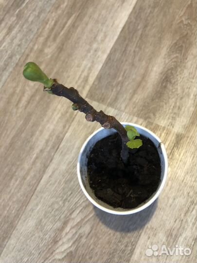 Инжир кустовой, домашний