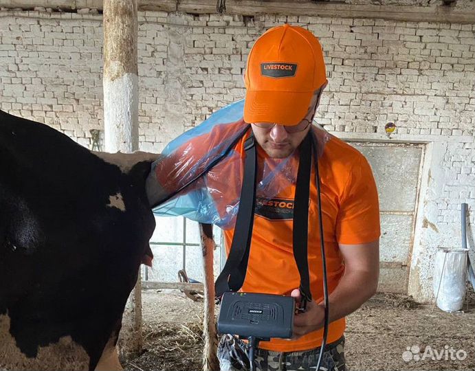 Узи на стельность крс