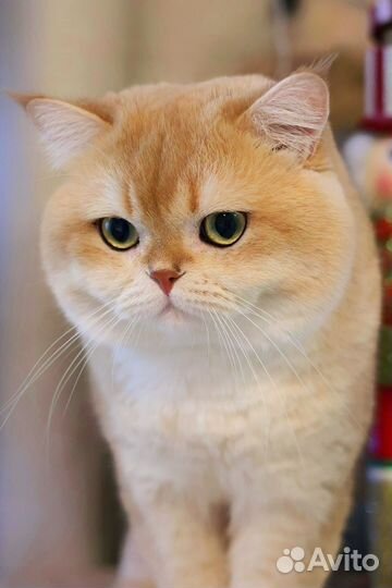 Помощь в вязке золотых британских кошек