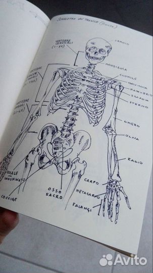 Репетитор по биологии огэ и егэ онлайн