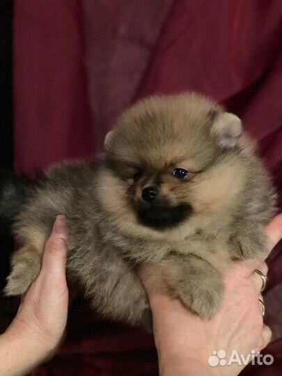 Щенки шпица