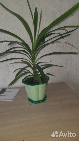 Пальма юкка