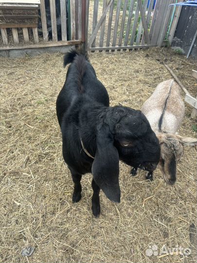 Продам,козла шами-нуб