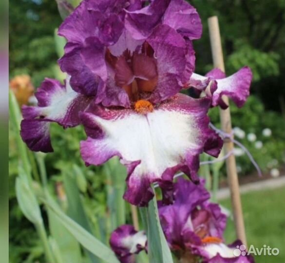 Ирис бородатый