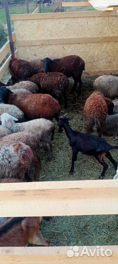 Овцы-бараны ягнята