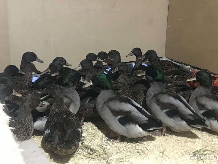 Подсадные Семеновские Чубарые утки