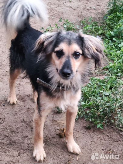 Пёс квартирный