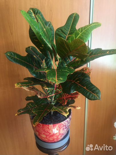 Комнатные цветы кротон, пеперомия