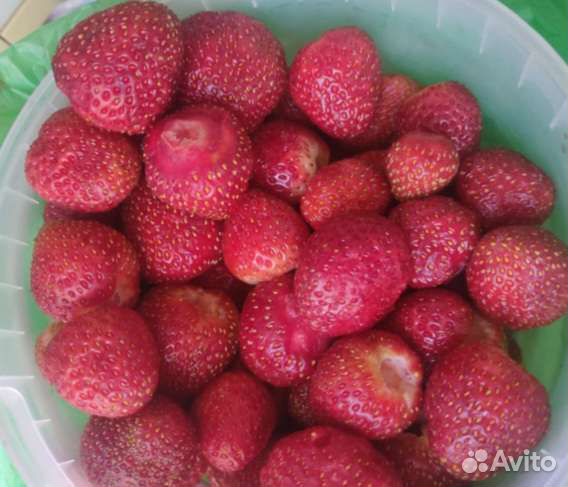 Усы клубники