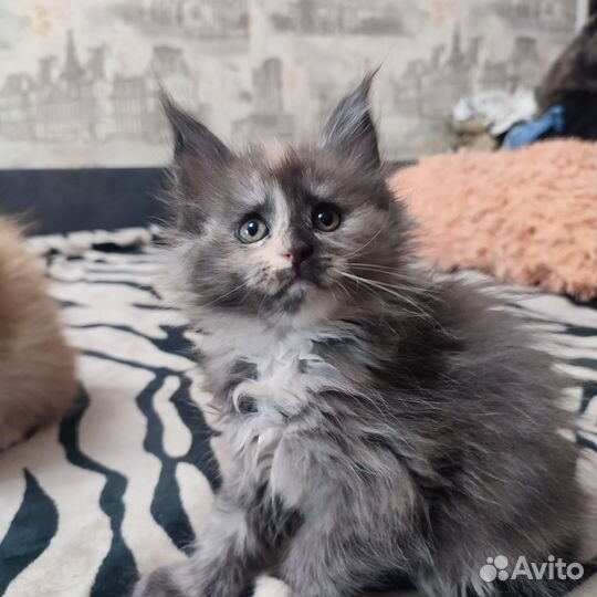 Котята мейн-кун