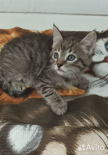 Котенок тигренок 1.5 мес в дар