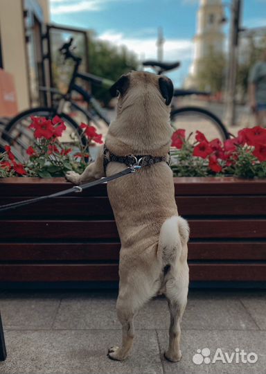 Мопс вязка мальчик