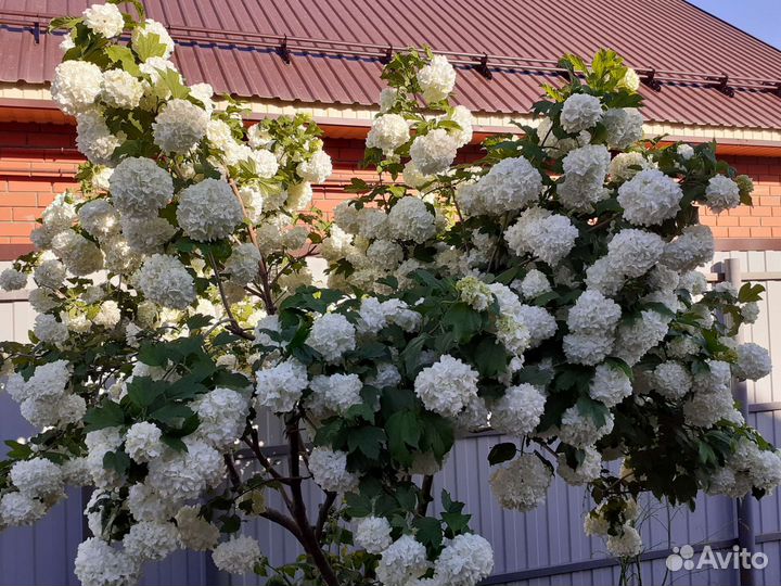 Калина Бульденеж