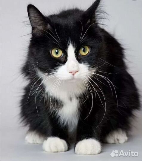 Черно белая кошка