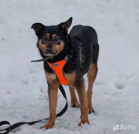Малышка Труся в добрые руки