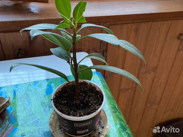 Комнатные растения