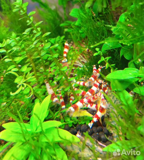 Аквариумные креветки Красный кристалл