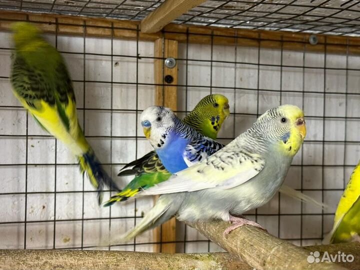 Попугайчики певчие и другие