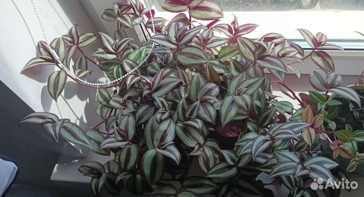 Традесканция разная